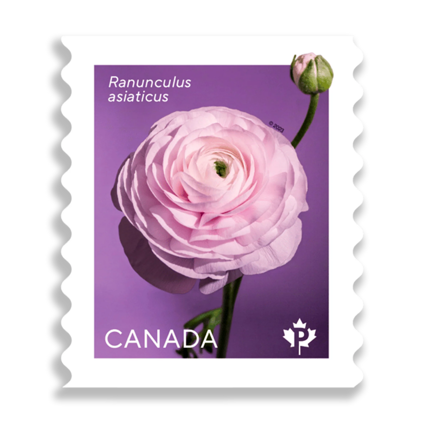 Ranunculus Permanent domestic rate stamps coil of 50