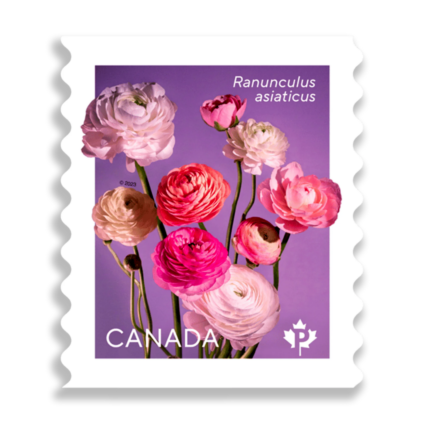 Ranunculus Permanent domestic rate stamps coil of 50