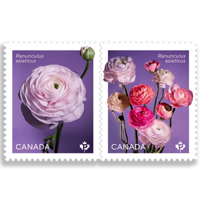 Ranunculus Permanent domestic rate stamps coil of 50